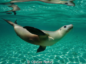 Another picture of a female sea lion taken in West Australia by Olivier Notz 